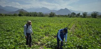 Agricultores de Morropón mejoran su rentabilidad con el cultivo de frijol loctao Agricultores de Morropón mejoran su rentabilidad con el cultivo de frijol loctao