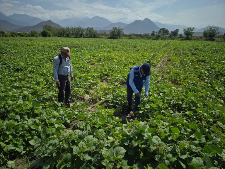 Agricultores de Morropón mejoran su rentabilidad con el cultivo de frijol loctao