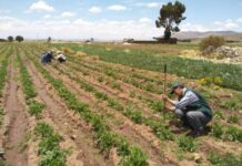 Gobierno indemniza a más de 120 mil agricultores afectados por eventos climáticos
