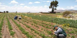 Gobierno indemniza a más de 120 mil agricultores afectados por eventos climáticos