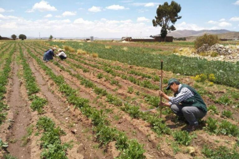 Gobierno indemniza a más de 120 mil agricultores afectados por eventos climáticos
