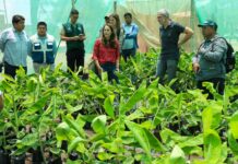 Siembran posibles variedades de banano resistentes a fusarium