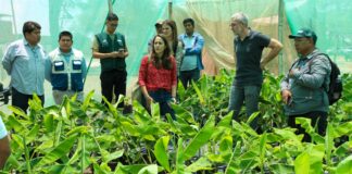 Siembran posibles variedades de banano resistentes a fusarium