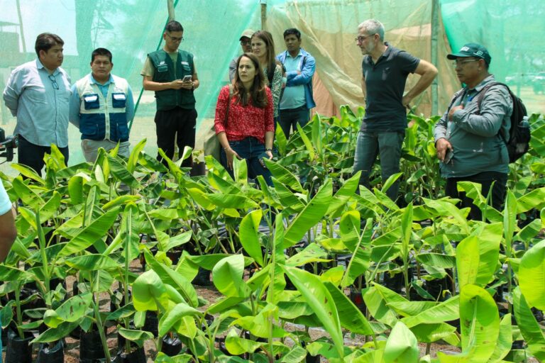 Siembran posibles variedades de banano resistentes a fusarium