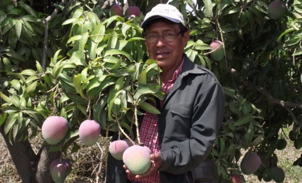 Producción de mango en Piura fortalece la economía regional