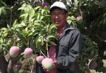 Producción de mango en Piura fortalece la economía regional Producción de mango en Piura fortalece la economía regional