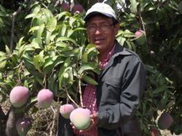 Producción de mango en Piura fortalece la economía regional Producción de mango en Piura fortalece la economía regional