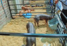 GORE Piura participa en la I Expo Feria Porcina 2025 para fortalecer la cadena productiva