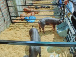 GORE Piura participa en la I Expo Feria Porcina 2025 para fortalecer la cadena productiva