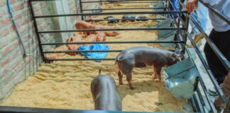 GORE Piura participa en la I Expo Feria Porcina 2025 para fortalecer la cadena productiva
