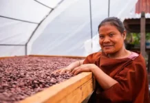 Producción de cacao en Perú benefició a 100 mil familias rurales Producción de cacao en Perú benefició a 100 mil familias rurales