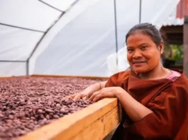 Producción de cacao en Perú benefició a 100 mil familias rurales Producción de cacao en Perú benefició a 100 mil familias rurales