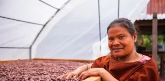Producción de cacao en Perú benefició a 100 mil familias rurales Producción de cacao en Perú benefició a 100 mil familias rurales