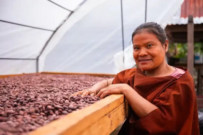 Producción de cacao en Perú benefició a 100 mil familias rurales