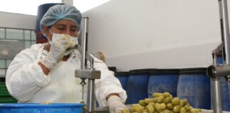 Sector agropecuario crece 12.1% en septiembre 2025, su mayor alza del año Sector agropecuario crece 12.1% en septiembre 2025, su mayor alza del año