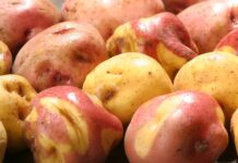 Midagri publica proyecto de reglamento para la industrialización de la papa Midagri publica proyecto de reglamento para la industrialización de la papa