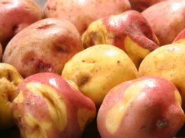 Midagri publica proyecto de reglamento para la industrialización de la papa Midagri publica proyecto de reglamento para la industrialización de la papa