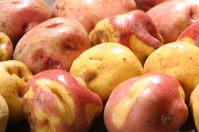 Midagri publica proyecto de reglamento para la industrialización de la papa