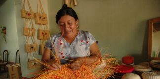 Piura: Autoridades regionales presentan avances para impulsar la producción de paja toquilla El Gobierno Regional Piura informó importantes avances en la gestión técnica y el diagnóstico de la paja toquilla, una fibra emblemática para la producción artesanal en San Miguel del Faique. Durante la segunda reunión del Comité Técnico Regional, las autoridades presentaron progresos en muestreo de suelos y agua, gestión para la importación de semilla y planificación productiva. Estas acciones forman parte de un trabajo articulado que busca mejorar la sostenibilidad agraria y el desarrollo competitivo de esta cadena productiva.