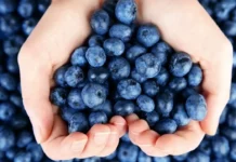 El arándano peruano lidera las exportaciones mundiales y consolida su crecimiento en 2025 El arándano peruano lidera las exportaciones mundiales y consolida su crecimiento en 2025