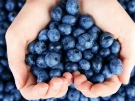 El arándano peruano lidera las exportaciones mundiales y consolida su crecimiento en 2025 Puerto de Paita concentra casi la mitad de las exportaciones de arándanos