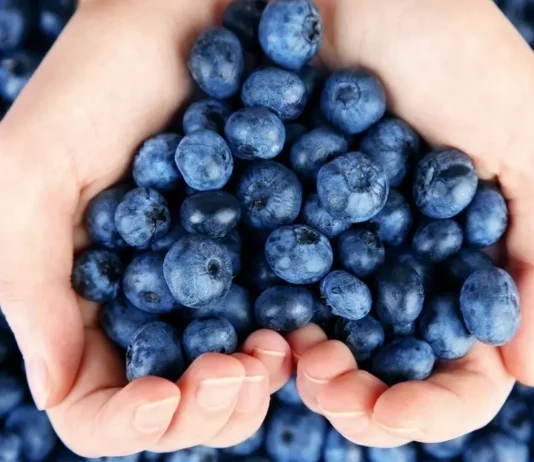 Puerto de Paita concentra casi la mitad de las exportaciones de arándanos Puerto de Paita concentra casi la mitad de las exportaciones de arándanos