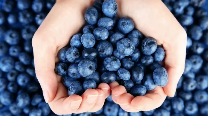 El arándano peruano lidera las exportaciones mundiales y consolida su crecimiento en 2025