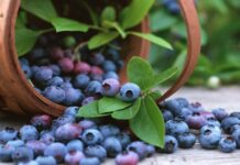 El arándano peruano enfrenta una campaña marcada por innovación y altos estándares El arándano peruano enfrenta una campaña marcada por innovación y altos estándares