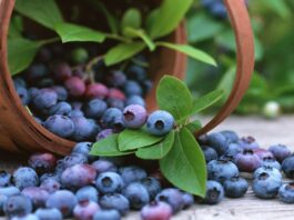 El arándano peruano enfrenta una campaña marcada por innovación y altos estándares El arándano peruano enfrenta una campaña marcada por innovación y altos estándares