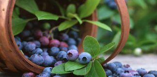 El arándano peruano enfrenta una campaña marcada por innovación y altos estándares El arándano peruano enfrenta una campaña marcada por innovación y altos estándares