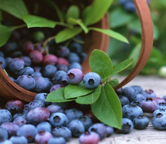 El arándano peruano enfrenta una campaña marcada por innovación y altos estándares El arándano peruano enfrenta una campaña marcada por innovación y altos estándares