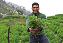 Sector agropecuario crecería 4.2% al cierre del 2025, según el Midagri Sector agropecuario crecería 4.2% al cierre del 2025, según el Midagri