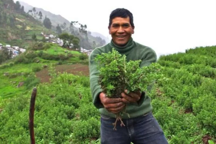 Sector agropecuario crecería 4.2% al cierre del 2025, según el Midagri Sector agropecuario crecería 4.2% al cierre del 2025, según el Midagri