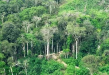 Osinfor y Ejército unen esfuerzos para reforzar la vigilancia forestal Osinfor y Ejército unen esfuerzos para reforzar la vigilancia forestal
