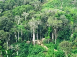 Osinfor y Ejército unen esfuerzos para reforzar la vigilancia forestal Osinfor y Ejército unen esfuerzos para reforzar la vigilancia forestal