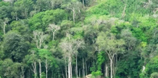 Osinfor y Ejército unen esfuerzos para reforzar la vigilancia forestal Osinfor y Ejército unen esfuerzos para reforzar la vigilancia forestal