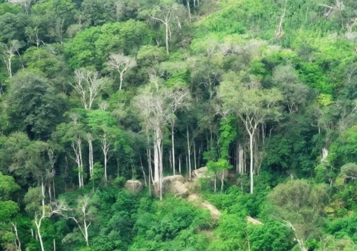 Osinfor y Ejército unen esfuerzos para reforzar la vigilancia forestal