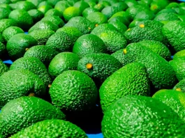 INEI: Producción de palta creció 112.9% en setiembre INEI: Producción de palta creció 112.9% en setiembre