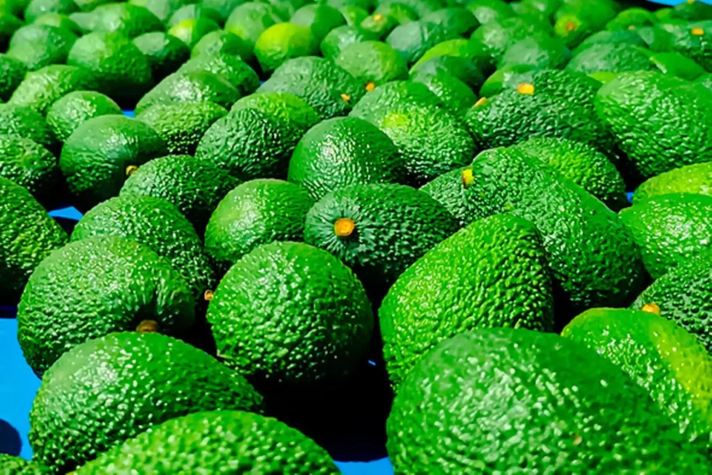 Importaciones de palta peruana crecen con fuerza en el mercado estadounidense