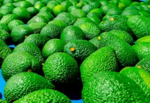 Expoagro 2025 genera compromisos de venta por más de S/19 millones en palta y fibra de alpaca Expoagro 2025 genera compromisos de venta por más de S/19 millones en palta y fibra de alpaca