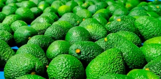 Importaciones de palta peruana crecen con fuerza en el mercado estadounidense Importaciones de palta peruana crecen con fuerza en el mercado estadounidense