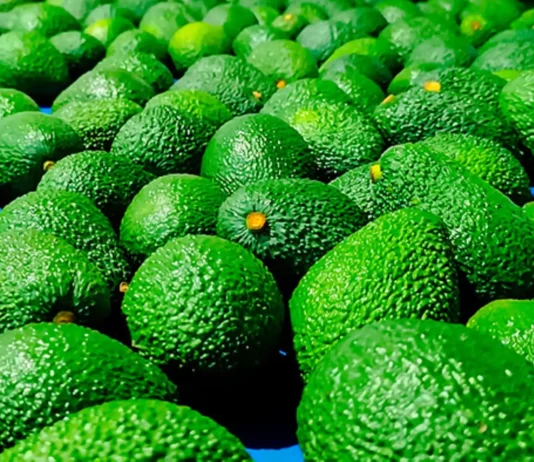 Importaciones de palta peruana crecen con fuerza en el mercado estadounidense Importaciones de palta peruana crecen con fuerza en el mercado estadounidense