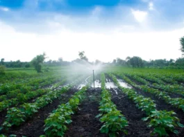 Gobierno publica proyecto del Plan de Cultivo y Riego para recibir aportes ciudadanos Gobierno publica proyecto del Plan de Cultivo y Riego para recibir aportes ciudadanos