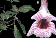 Investigadores hallan flora inédita en la reserva de biósfera BIOAY Investigadores hallan flora inédita en la reserva de biósfera Oxapampa-Asháninka-Yanesha