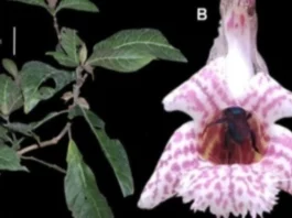 Investigadores hallan flora inédita en la reserva de biósfera BIOAY Investigadores hallan flora inédita en la reserva de biósfera Oxapampa-Asháninka-Yanesha