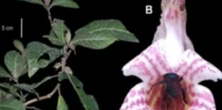 Investigadores hallan flora inédita en la reserva de biósfera BIOAY Investigadores hallan flora inédita en la reserva de biósfera Oxapampa-Asháninka-Yanesha