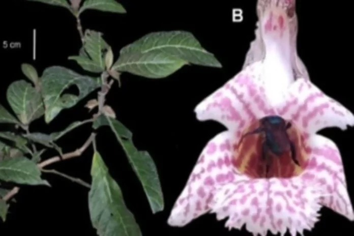 Investigadores hallan flora inédita en la reserva de biósfera Oxapampa-Asháninka-Yanesha