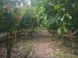 Lluvias en la Amazonía benefician cultivos pero elevan riesgos agrícolas Lluvias en la Amazonía benefician cultivos pero elevan riesgos agrícolas