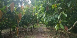 Lluvias en la Amazonía benefician cultivos pero elevan riesgos agrícolas Lluvias en la Amazonía benefician cultivos pero elevan riesgos agrícolas