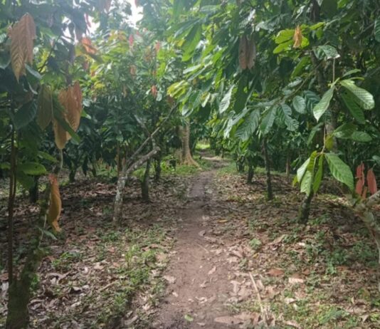 Lluvias en la Amazonía benefician cultivos pero elevan riesgos agrícolas Lluvias en la Amazonía benefician cultivos pero elevan riesgos agrícolas